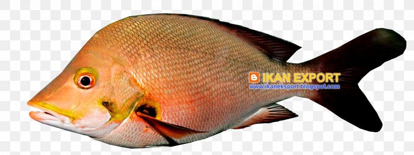 Fish White Meat Fillet Coral Trout, PNG, 1600x600px, 2017, Fish, Animal, Animal Figure, Coral Trout Download Free