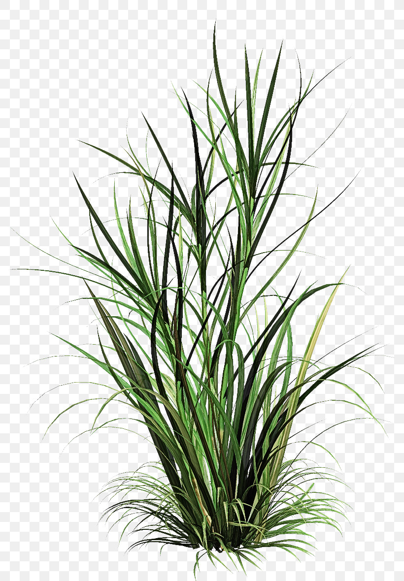 Grass Plant Flower Terrestrial Plant Grass Family, PNG, 780x1180px, Grass, Chives, Flower, Grass Family, Houseplant Download Free