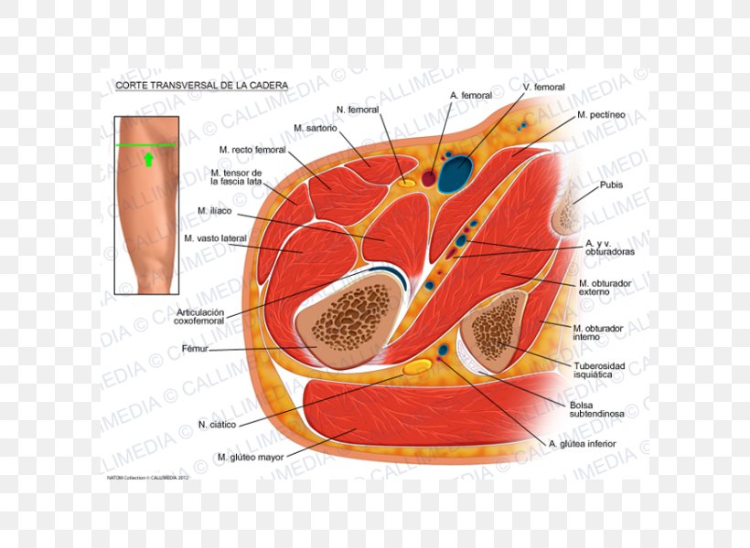 Nerve Hip Transverse Abdominal Muscle Transverse Plane Anatomy, PNG, 600x600px, Watercolor, Cartoon, Flower, Frame, Heart Download Free