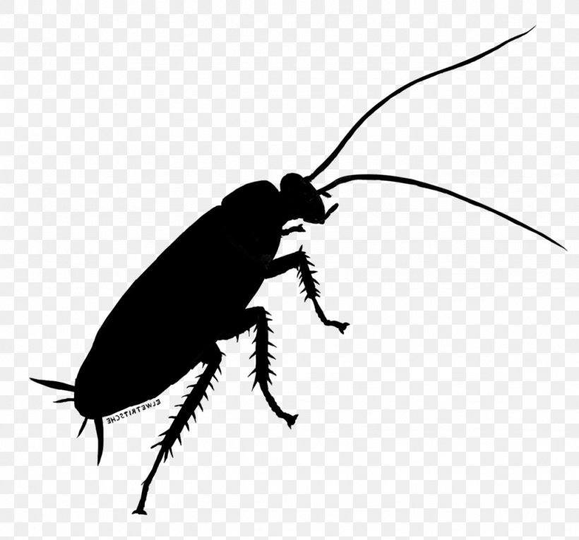 Cockroach Beetle Weevil Clip Art Silhouette, PNG, 1024x956px, Cockroach, Arthropod, Beetle, Blister Beetles, Ground Beetle Download Free