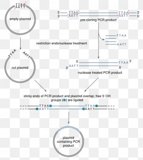 Line - Document Product Design Line Angle Brand PNG