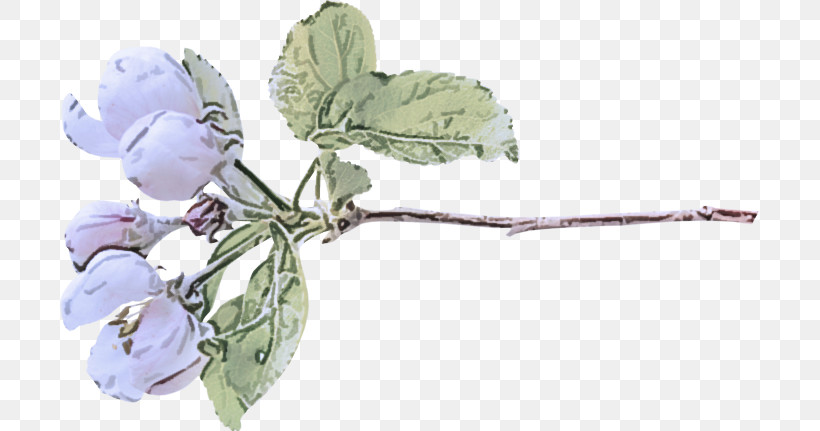 Lavender, PNG, 699x431px, Plant Stem, Biology, Branching, Cut Flowers, Flower Download Free
