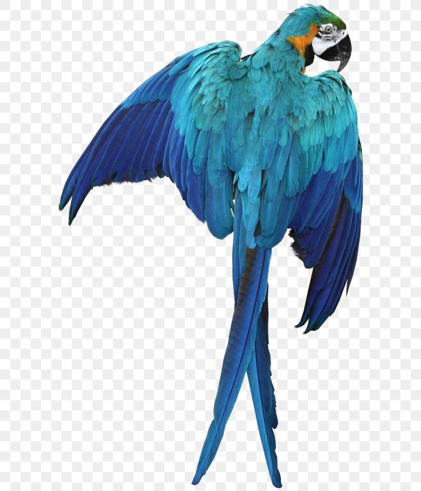Parrot Bird Macaw, PNG, 624x957px, Parrot, Animation, Beak, Bird, Bluebird Download Free