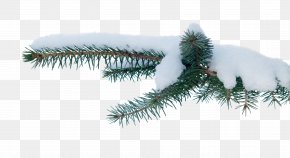 Pine Cone - Spruce Tree Snow Branch PNG
