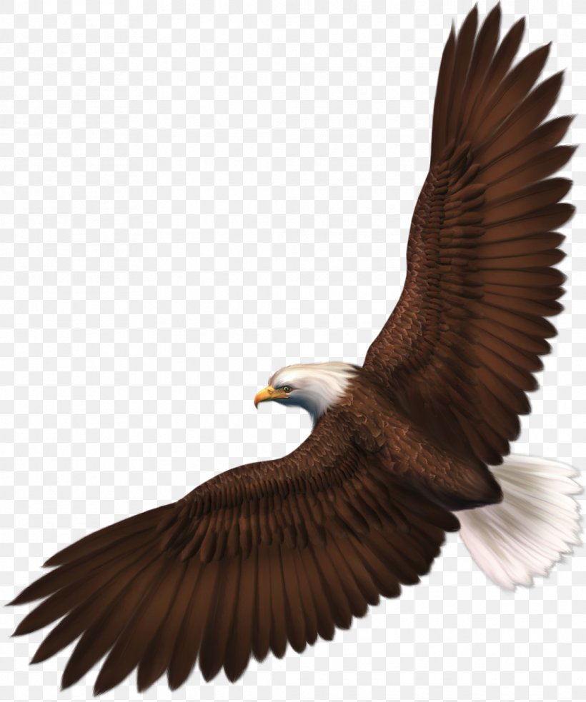 Bald Eagle Bird Clip Art, PNG, 1064x1276px, Bald Eagle, Accipitriformes, Beak, Bird, Bird Of Prey Download Free