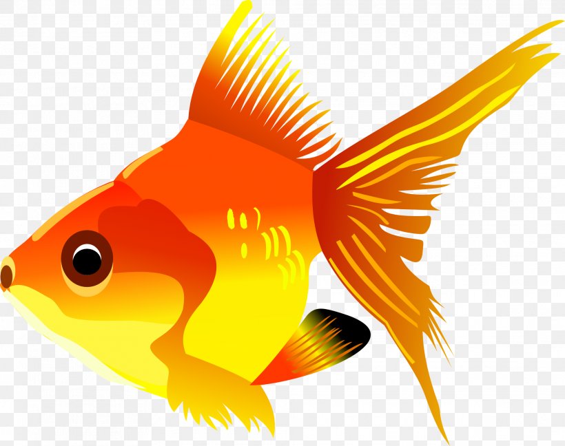 Goldfish Marine Biology Graphics Fauna, PNG, 1969x1556px, Goldfish, Bass, Beak, Bony Fish, Fauna Download Free