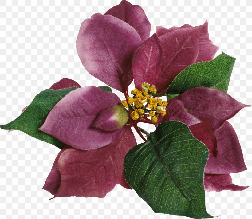 Rose Cut Flowers Petal, PNG, 2556x2220px, Rose, Cut Flowers, Flower, Flowering Plant, Magenta Download Free