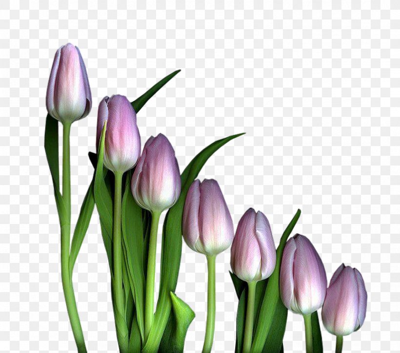 Tulip Petal Flower, PNG, 823x728px, Tulip, Blog, Bud, Crocus, Flower Download Free