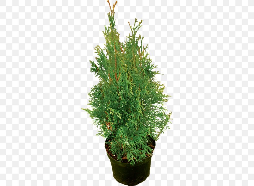 Spruce Juniperus Chinensis English Yew Evergreen Shrub, PNG, 600x600px, Spruce, Conifer, Conifers, Cypress Family, English Yew Download Free