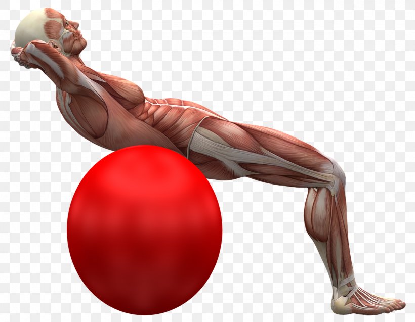 Back Pain Human Back Muscle Exercise Balls Skeleton, PNG, 1280x995px, Watercolor, Cartoon, Flower, Frame, Heart Download Free