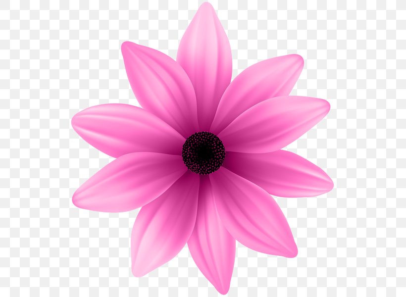 Flower Purple Pink Clip Art, PNG, 540x600px, Flower, Blue, Close Up, Color, Dahlia Download Free