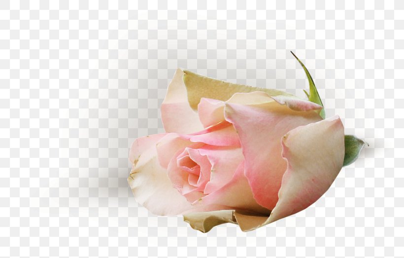 Garden Roses Pink Cut Flowers Cabbage Rose Petal, PNG, 800x523px, Garden Roses, Blue Rose, Cabbage Rose, China Rose, Close Up Download Free