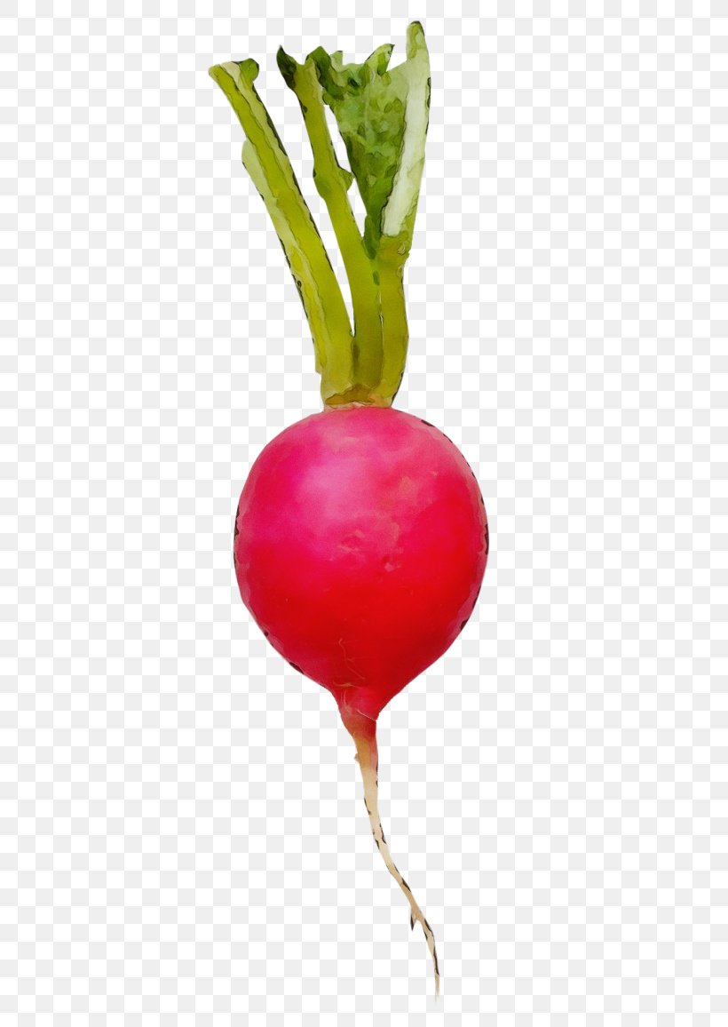 Radish Beet Beetroot Turnip Vegetable, PNG, 500x1156px, Watercolor, Balloon, Beet, Beetroot, Flower Download Free