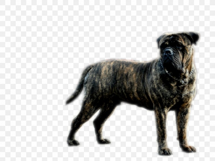 Dog Breed Snout Razas Nativas Vulnerables, PNG, 1067x800px, Dog Breed, Breed, Carnivoran, Dog, Dog Breed Group Download Free