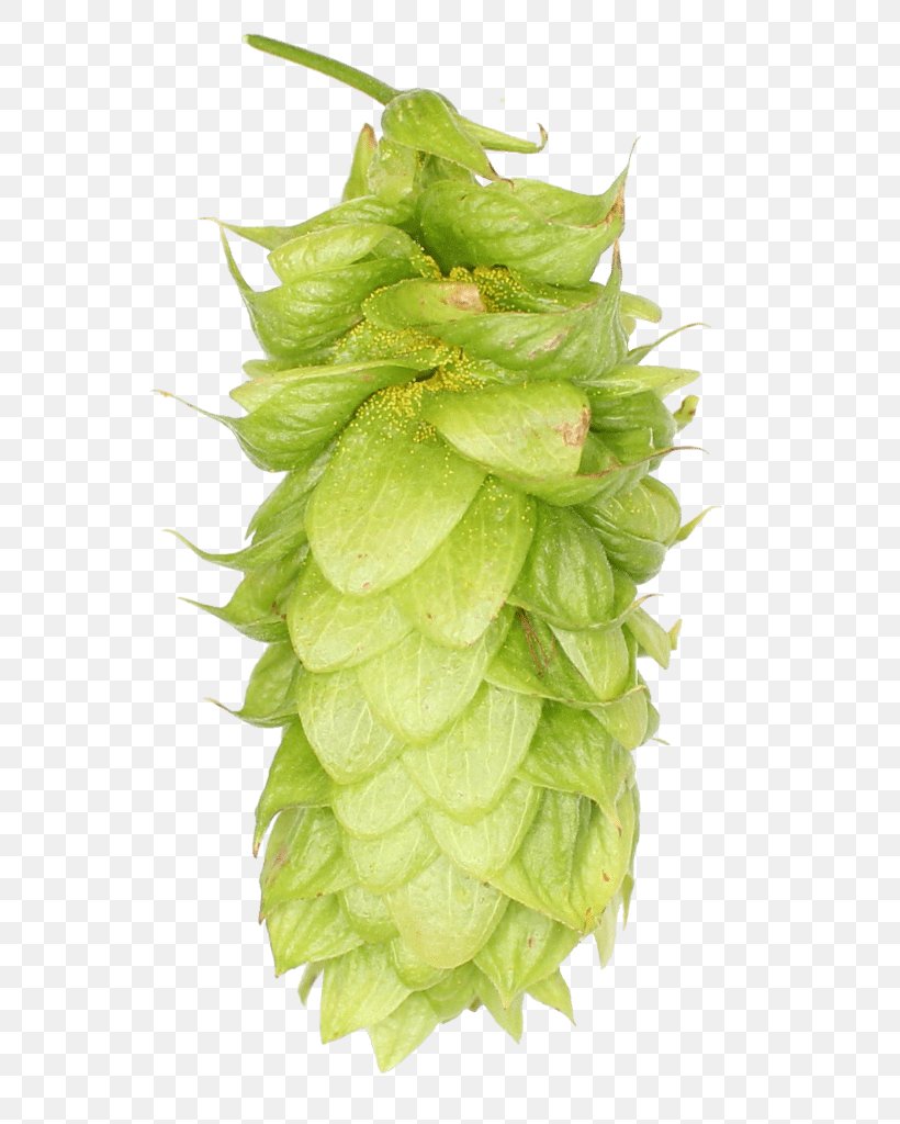 Plant Leaf, PNG, 630x1024px, Hops, Ale, Alpha Acid, Beer, Brewing Download Free