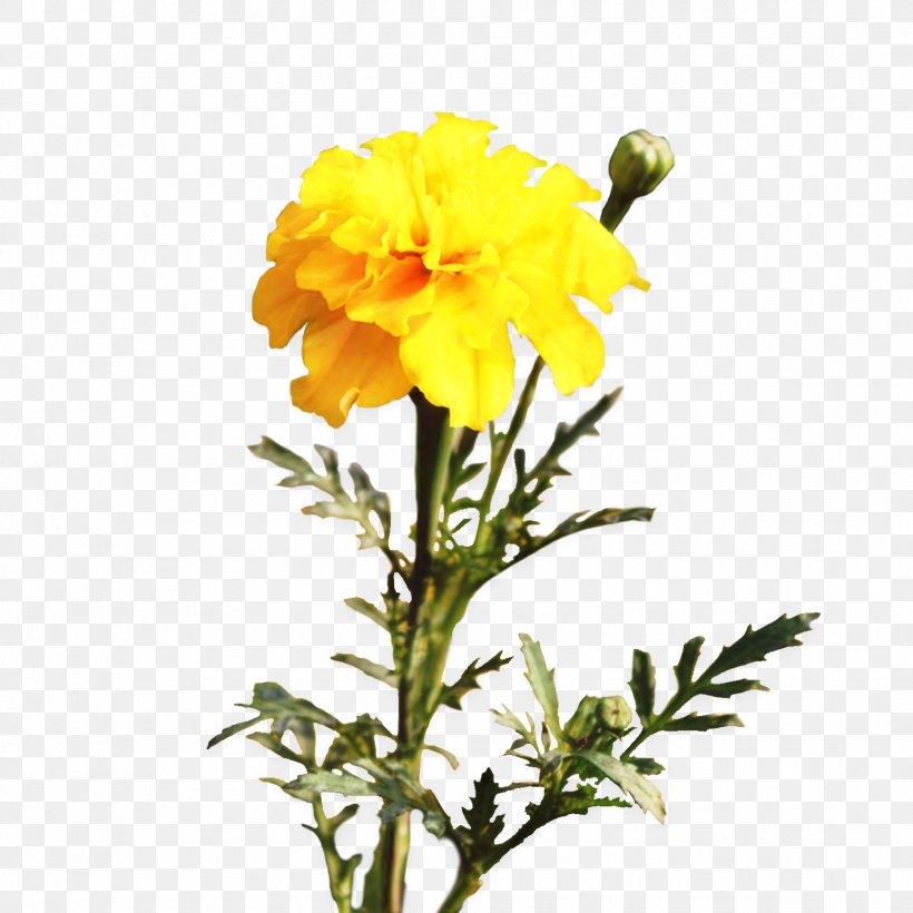 Pot Marigold Cut Flowers Plants Plant Stem, PNG, 1936x1936px, Pot Marigold, Annual Plant, Chrysanthemum, Cinquefoil, Cut Flowers Download Free