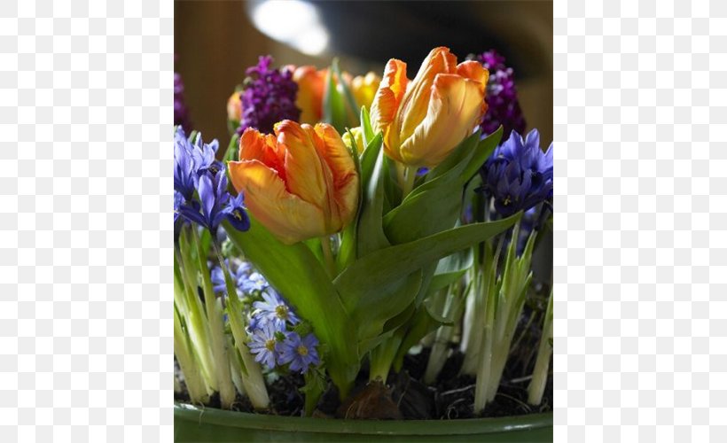 Tulip Striped Squill Netted Iris Hyacinth Irises, PNG, 500x500px, Tulip, Balkan Anemone, Bulb, Crocus, Cut Flowers Download Free