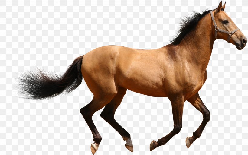 Arabian Horse American Paint Horse Mule Clydesdale Horse Friesian Horse, PNG, 2814x1765px, Arabian Horse, American Paint Horse, Animal Figure, Clydesdale Horse, Colt Download Free