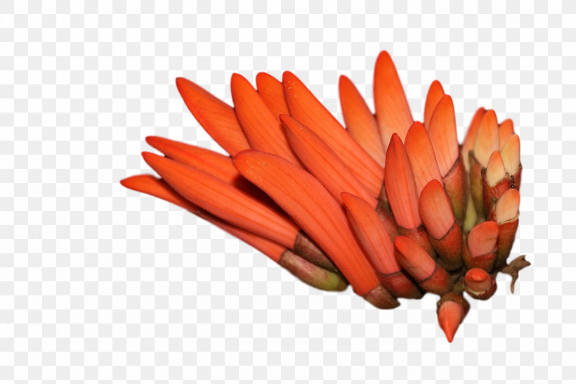 Baby Carrot Vegetable 0jc Pencil Peppers, PNG, 1280x853px, Baby Carrot, Pencil, Peppers, Vegetable Download Free