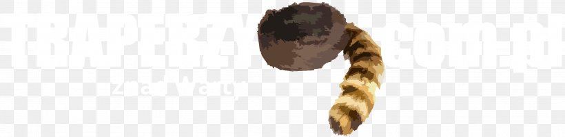 Raccoon Coonskin Cap Fur Hair Coloring, PNG, 3041x740px, Raccoon, Body Jewellery, Body Jewelry, Cap, Coonskin Cap Download Free