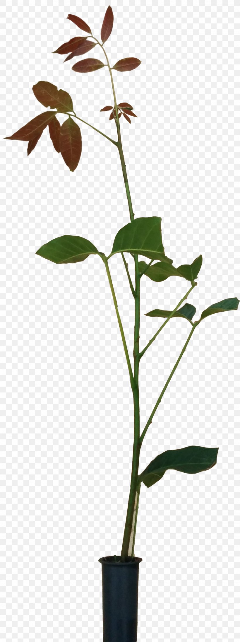Twig Flowerpot Plant Stem Leaf, PNG, 1134x3032px, Twig, Branch, Flora, Flower, Flowering Plant Download Free