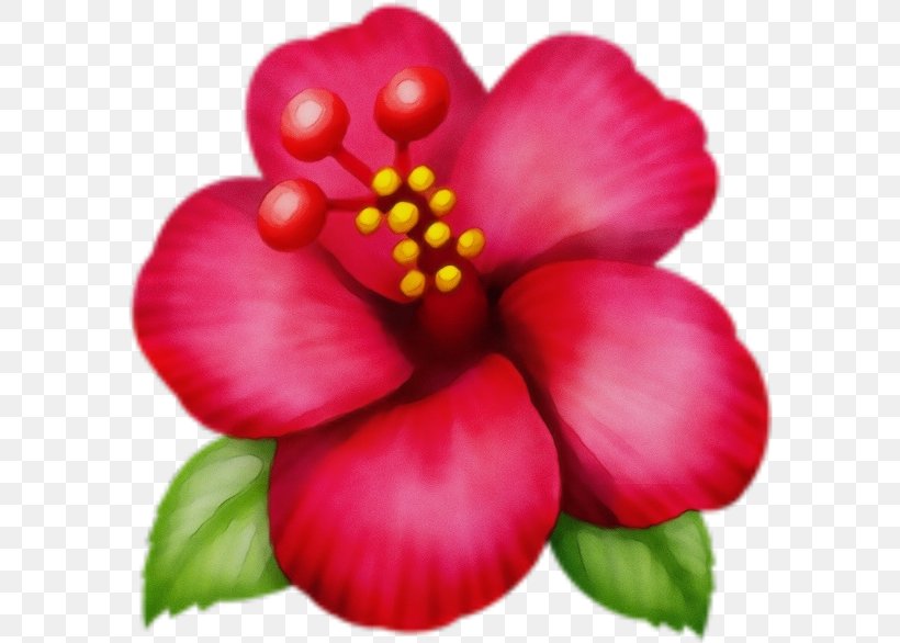 Flower Petal Plant Flowering Plant Perennial Plant, PNG, 588x586px, Watercolor, Flower, Flowering Plant, Paint, Perennial Plant Download Free