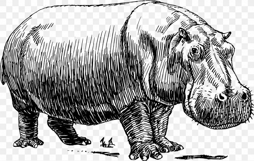 Hippopotamus Drawing Line Art, PNG, 2400x1527px, Hippopotamus, Art, Bear, Black And White, Carnivoran Download Free