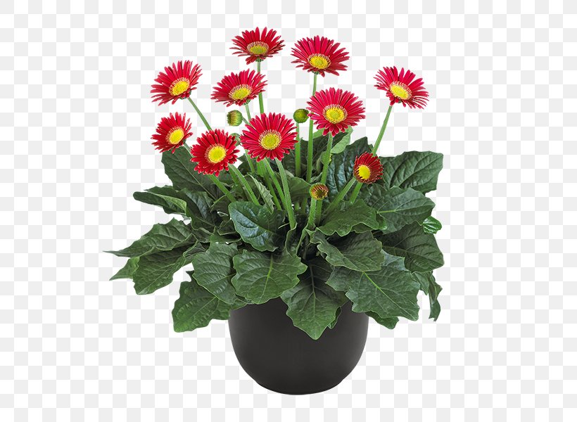 Marguerite Daisy Chrysanthemum Transvaal Daisy Floral Design Daisy Family, PNG, 600x600px, Marguerite Daisy, Annual Plant, Argyranthemum, Aster, Chrysanthemum Download Free