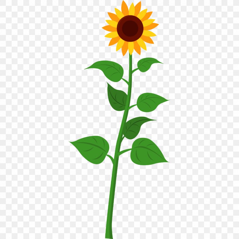 Sunflower, PNG, 1080x1080px, Flower, Daisy Family, Flowering Plant, Plant, Plant Stem Download Free