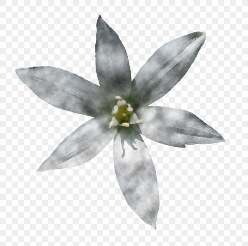 White Flower Petal Plant Wildflower, PNG, 3000x2976px, White, Blackandwhite, Flower, Petal, Plant Download Free