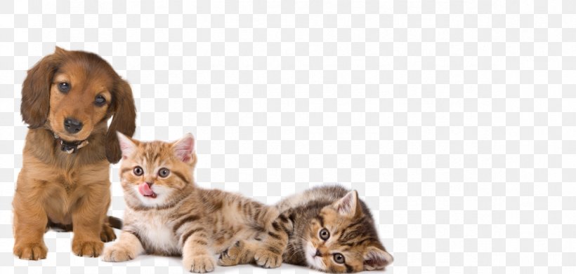 British Longhair Kitten Dog Catnip Hare, PNG, 1188x567px, British Longhair, Animal, Carnivoran, Cat, Cat Like Mammal Download Free