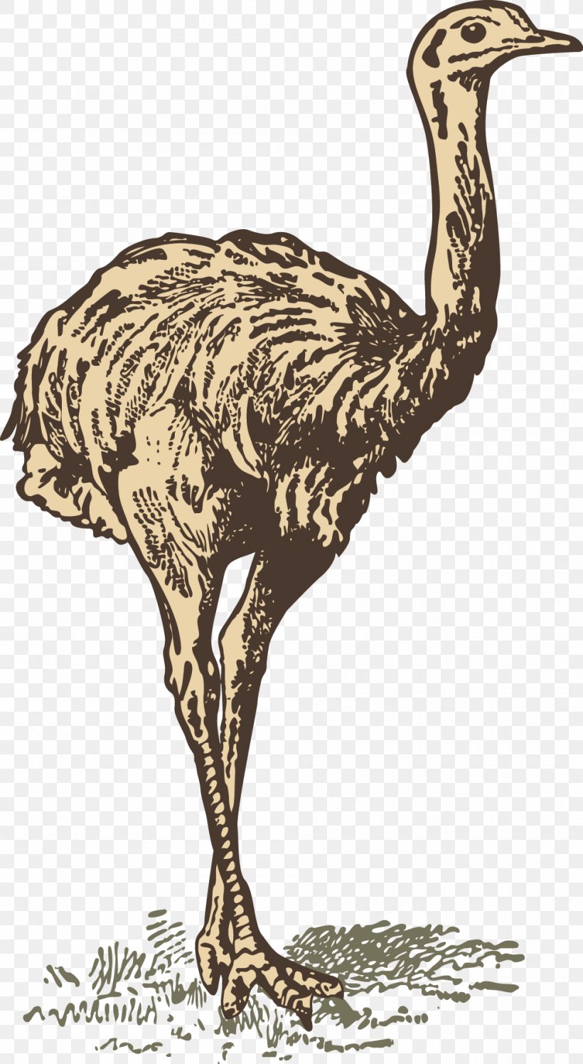 Common Ostrich Download Drawing, PNG, 990x1806px, Common Ostrich, Animal, Beak, Bird, Bird Egg Download Free