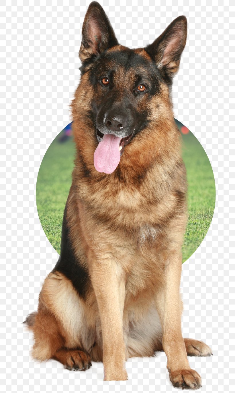 German Shepherd Puppy Pet Sitting Labrador Retriever Dog Daycare, PNG, 687x1368px, German Shepherd, Carnivoran, Dog, Dog Breed, Dog Breed Group Download Free