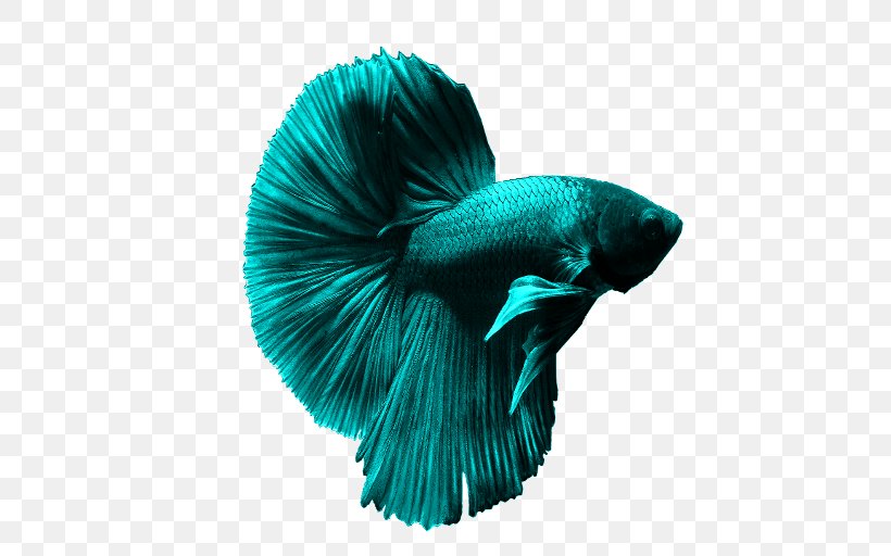 Siamese Fighting Fish Goldfish Aquarium Ornamental Fish, PNG, 512x512px, Siamese Fighting Fish, Aquarium, Betta, Bubble Nest, Fin Download Free