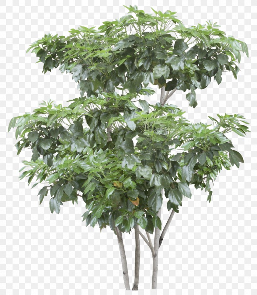 Tree Branch Shrub Image, PNG, 894x1024px, 3d Computer Graphics, Tree, Branch, Evergreen, Flowerpot Download Free