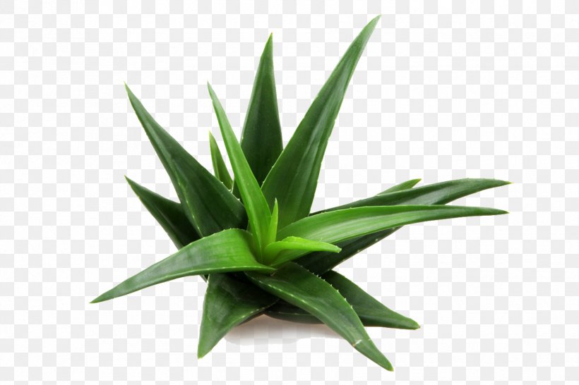 Aloe Vera Skin Care Plant Candelabra Aloe Medicine, PNG, 1778x1185px, Aloe Vera, Agave, Agave Azul, Aloe, Aloin Download Free