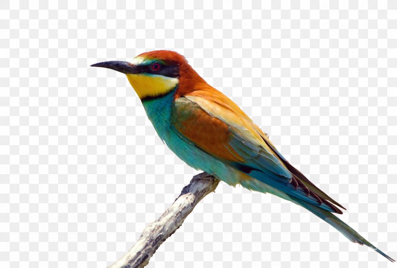 Bird European Bee-eater Rainbow Bee-eater White Stork White-throated Bee-eater, PNG, 1280x865px, Bird, Beak, Bee Eater, Beeeater, Coraciiformes Download Free
