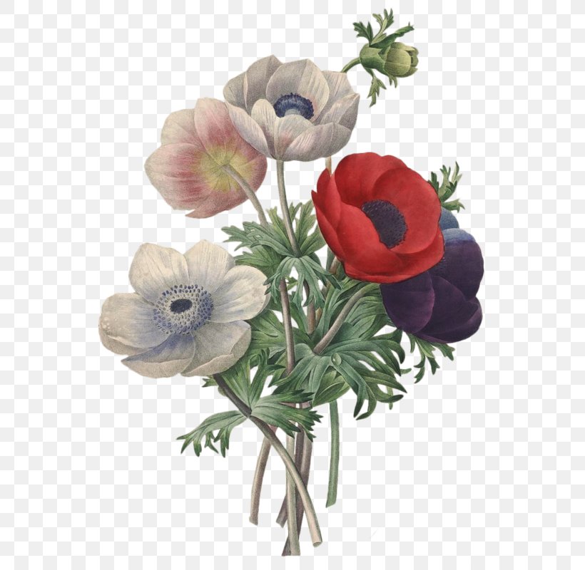 Flower Pierre-Joseph Redouté (1759-1840) Romantic Roses: Redouté's Roses Choix Des Plus Belles Fleurs Illustration, PNG, 563x800px, Flower, Anemone, Art, Artificial Flower, Botany Download Free