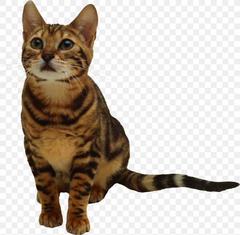Kitten Cat Desktop Wallpaper Clip Art, PNG, 1000x980px, Kitten, American Shorthair, American Wirehair, Asian, Bengal Download Free
