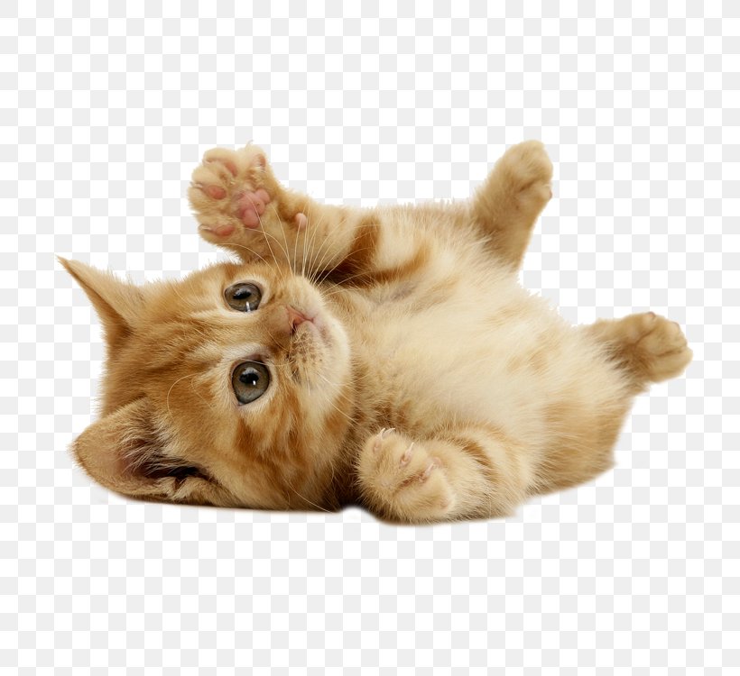 Kitten Puppy Cat Dog Cuteness, PNG, 750x750px, Munchkin Cat, Animal, Beagle, Carnivoran, Cat Download Free