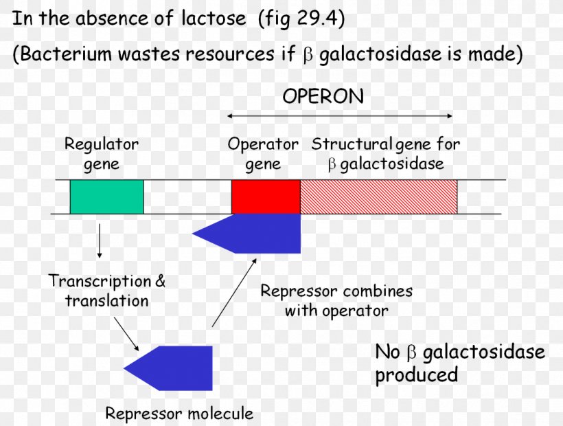 Lac Operon Biology Metabolism Essay Academic Writing, PNG, 1118x846px, Lac Operon, Academic Writing, Ap Biology, Area, Betagalactosidase Download Free