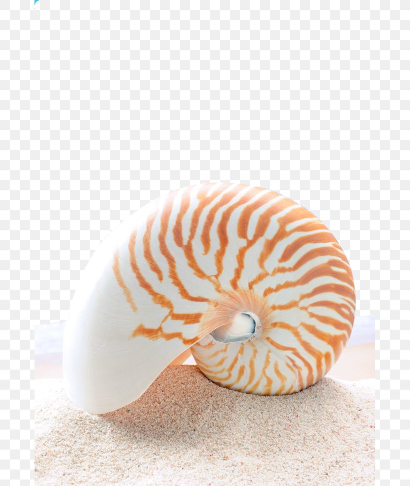 Stock Photography Chambered Nautilus Clip Art, PNG, 681x973px, Stock Photography, Chambered Nautilus, Conch, Conchology, Fotolia Download Free