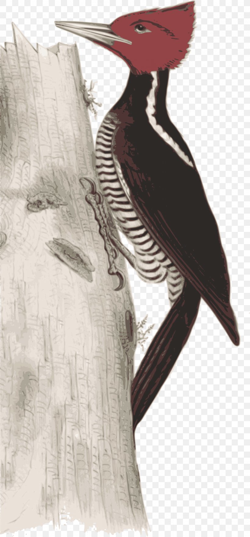 Woodpecker Bird Illustration Image Art, PNG, 1118x2400px, Woodpecker, Art, Beak, Bird, Botanical Illustration Download Free