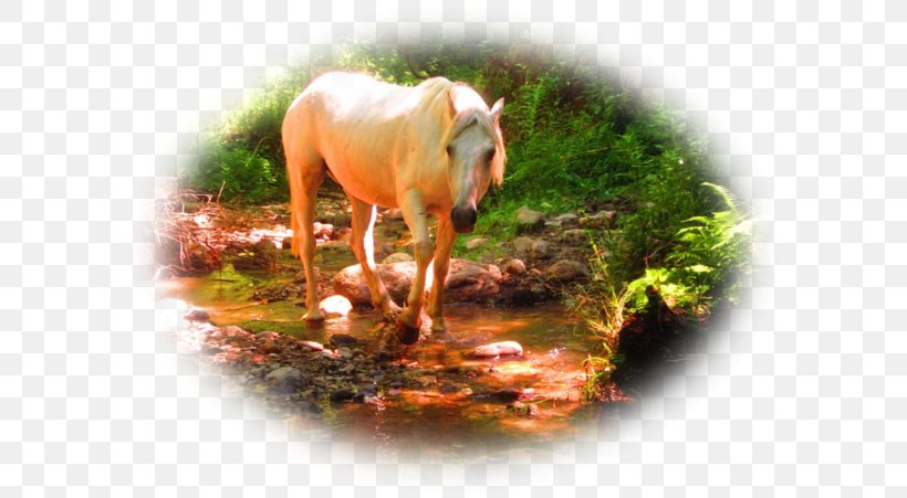 American Quarter Horse Paper Palomino Stationery White, PNG, 600x451px, American Quarter Horse, Grass, Horse, Horse Like Mammal, Horse Worship Download Free