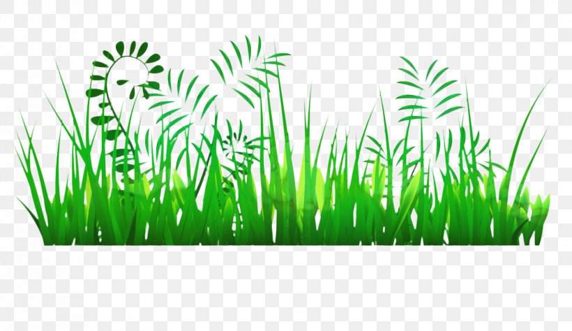 Family Tree Background, PNG, 1679x971px, Wheatgrass, Arecales, Chrysopogon, Commodity, Grass Download Free