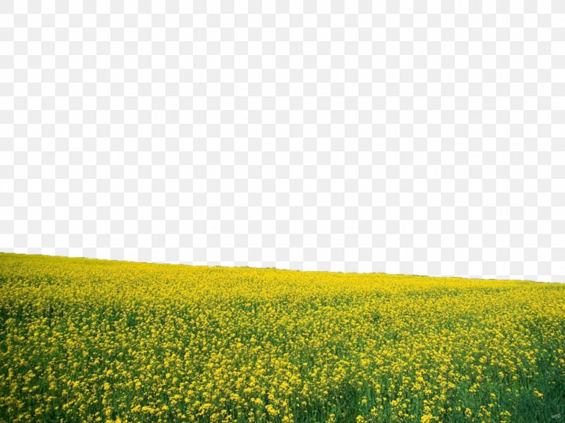 Flower Desktop Wallpaper Landscape Nature, PNG, 1024x768px, Flower, Agriculture, Brassica, Brassica Rapa, Canola Download Free
