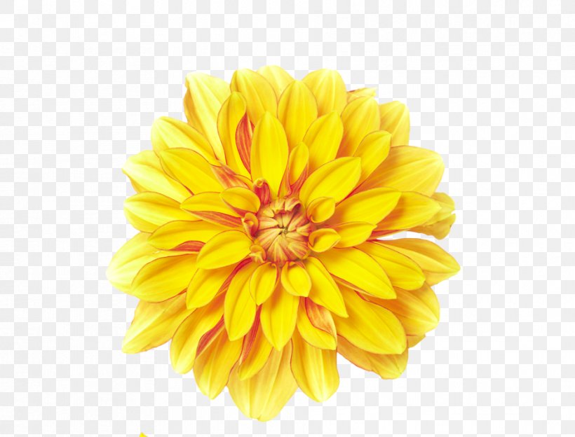 Flower Yellow Chrysanthemum Xd7grandiflorum, PNG, 937x714px, Flower, Calendula, Chrysanthemum, Chrysanthemum Xd7grandiflorum, Chrysanths Download Free