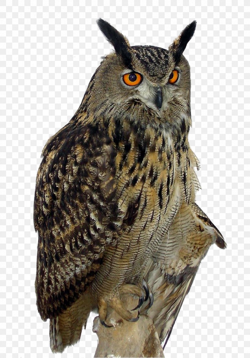 Great Horned Owl Eurasian Eagle-owl Bird, PNG, 1718x2465px, Owl, Barred Owl, Beak, Bird, Bird Of Prey Download Free