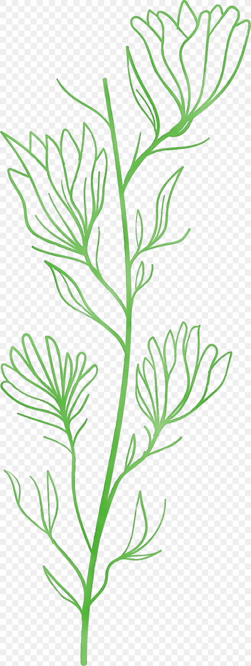 Plant Stem Twig Leaf Line Art Subshrub, PNG, 1118x2966px, Simple Leaf, Biology, Flower, Herb, Leaf Download Free