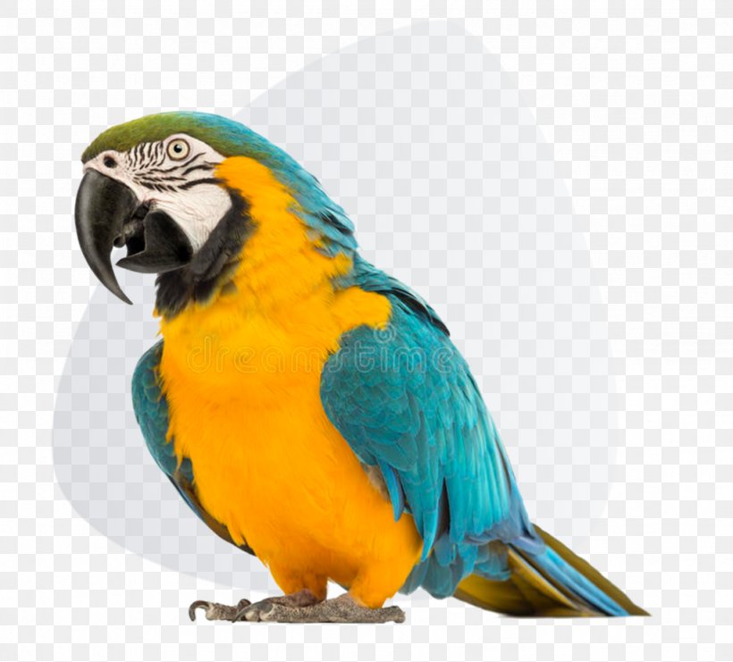 Parrot Blue-and-yellow Macaw Red-and-green Macaw Bird, PNG, 1024x926px, Parrot, Beak, Bird, Blueandyellow Macaw, Bluewinged Macaw Download Free